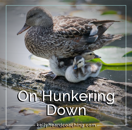 On Hunkering Down ducks in a pond Kelly Heard Coaching